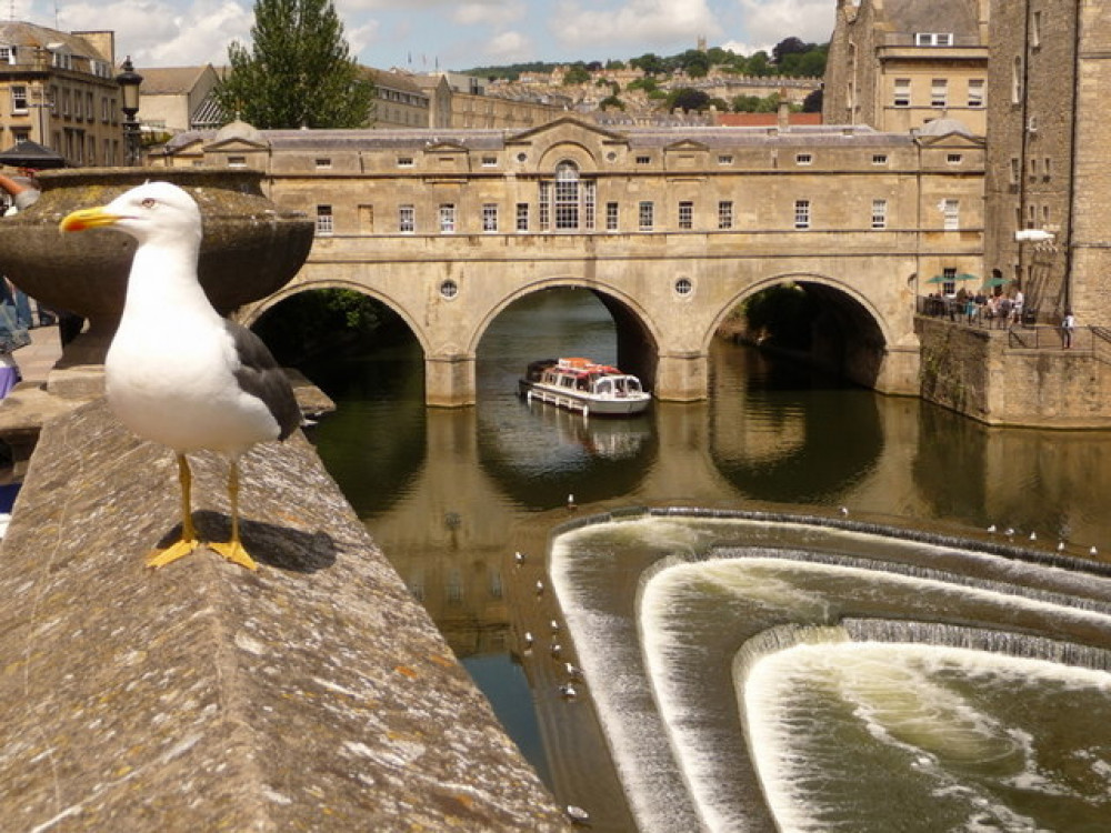 A gull in Bath. Photo by Chris Downer, posted on Geograph (https://www.geograph.org.uk/photo/1989143) under Creative Commons Attribution-