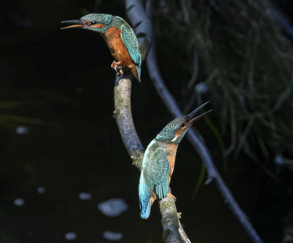 Kingfishers (Picture: Tom Kelly)