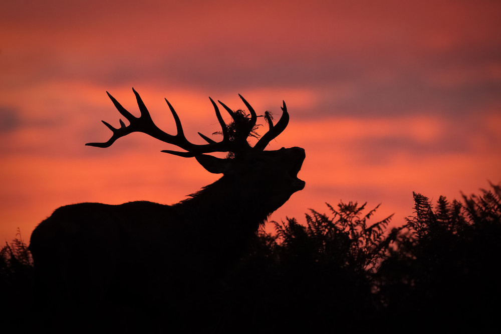 Deer bellowing at dawn (Becca Fulcher SWNS)