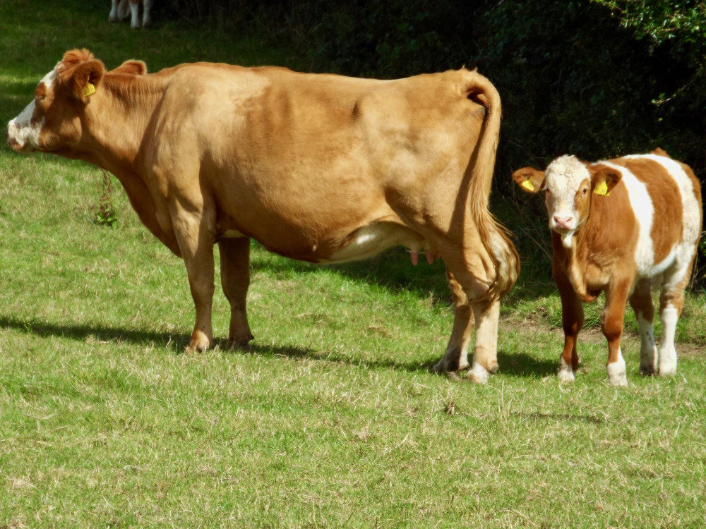 Cow killed sleeping man