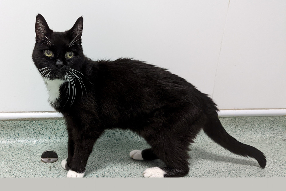 The skinny female moggy, nicknamed ‘Socks’ by rescuers, was taken in by the RSPCA after it was dumped in Warwick (Image via SWNS / RSCPA)