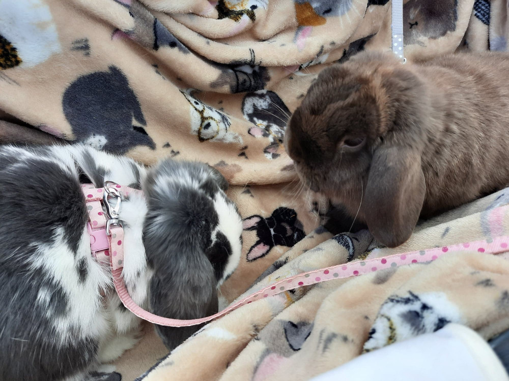 Both rabbits were Commended for having such soft ears. Both rabbits were Commended for having such soft ears.