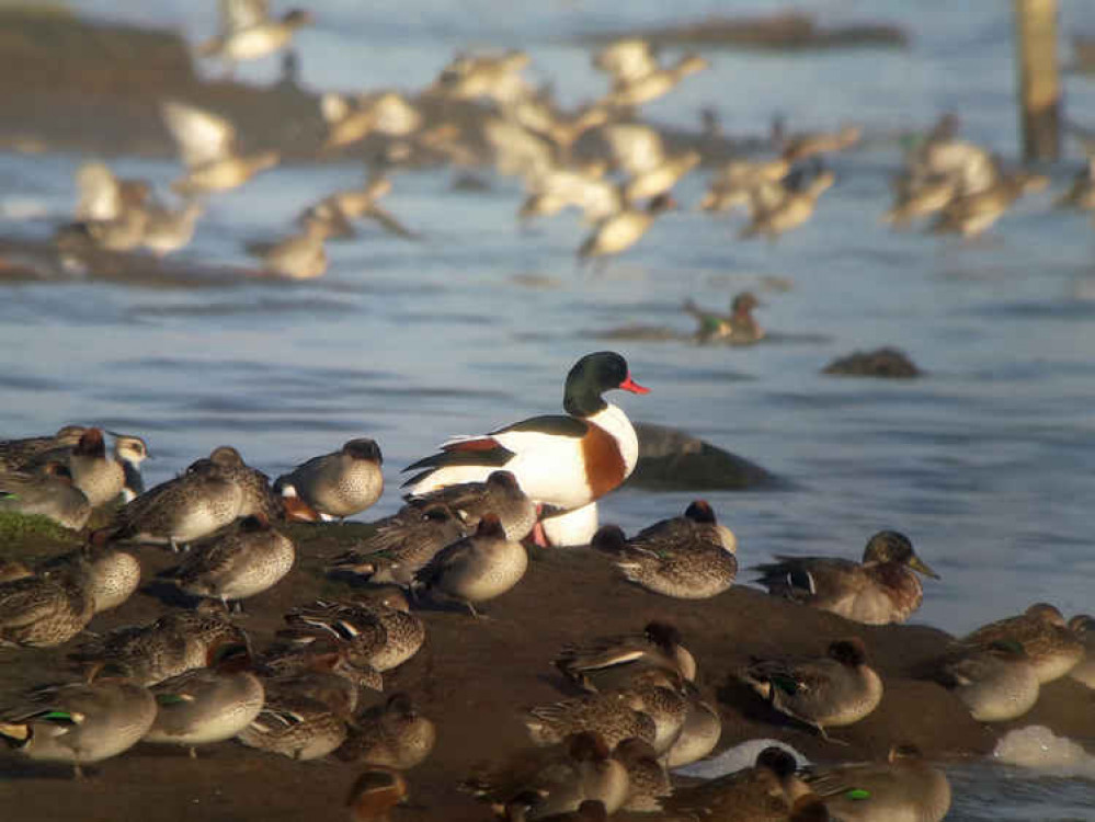 Teal and shelduck, Weaver Estuary, photo by Bill Morton