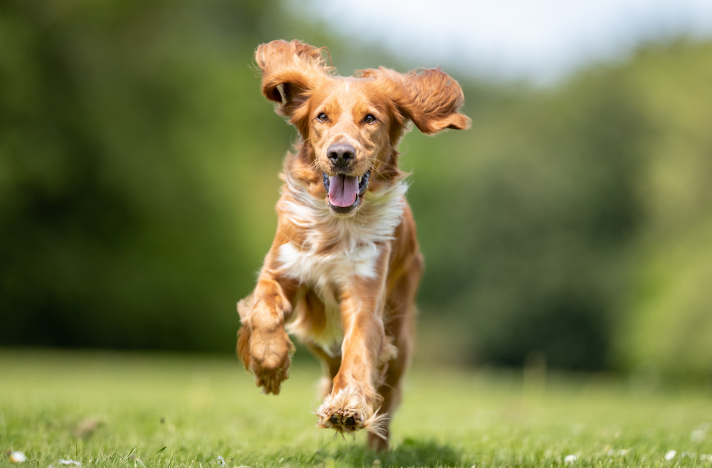 Plans have been submitted for a dog walking field in Street