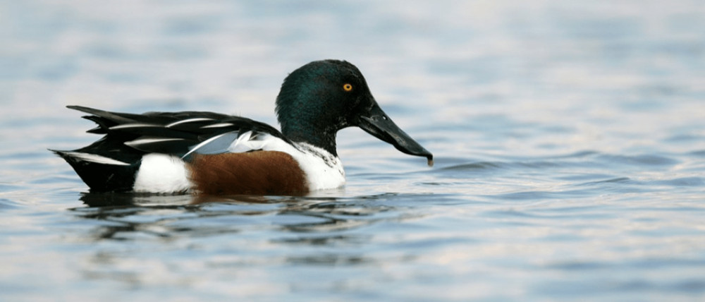 Image: Andy Hay (rspb-images.com) Image: Andy Hay (rspb-images.com)