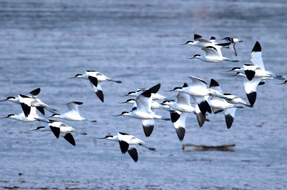 Guided Bird Watching Guided Bird Watching