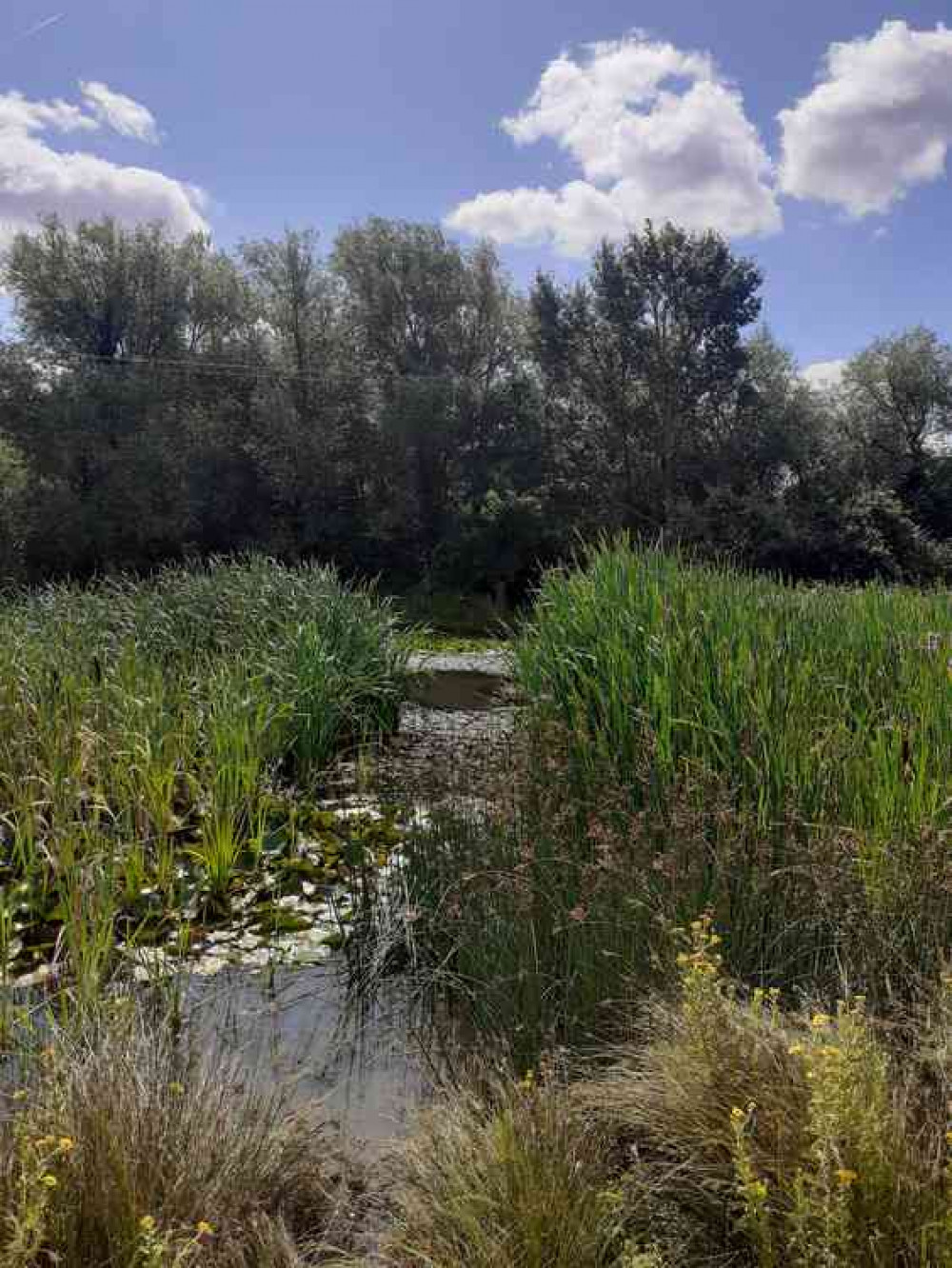 The nature reserve pond at Essex Wildlife Trust's Maldon Wick site The nature reserve pond at Essex Wildlife Trust's Maldon Wick site
