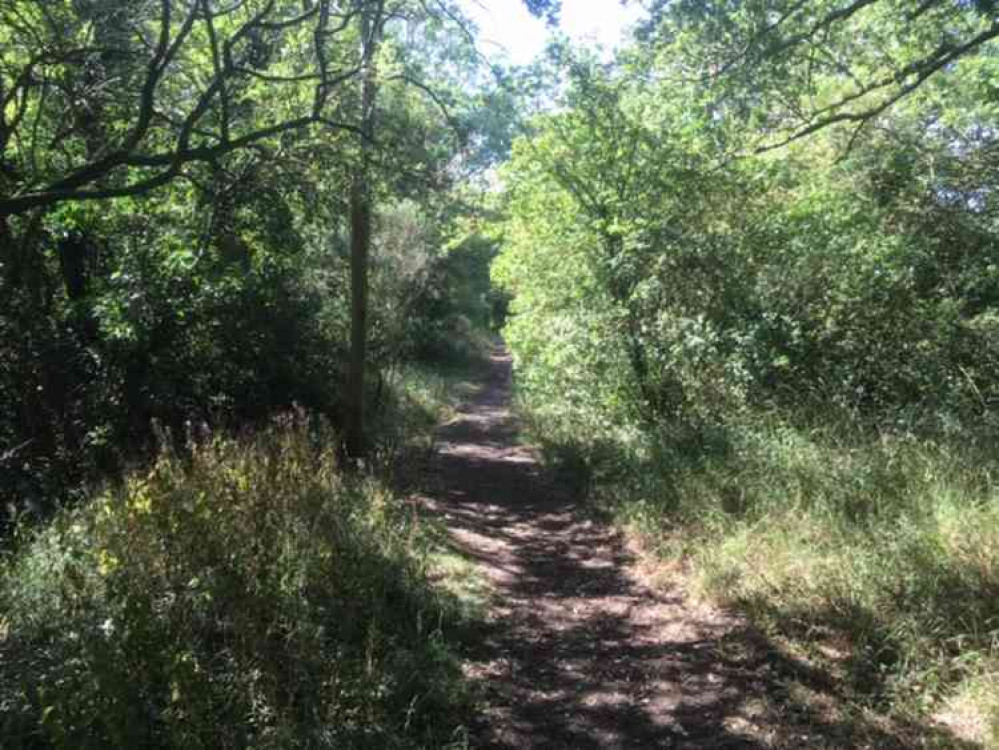 The woodland path at Essex Wildlife Trust's Maldon Wick site The woodland path at Essex Wildlife Trust's Maldon Wick site