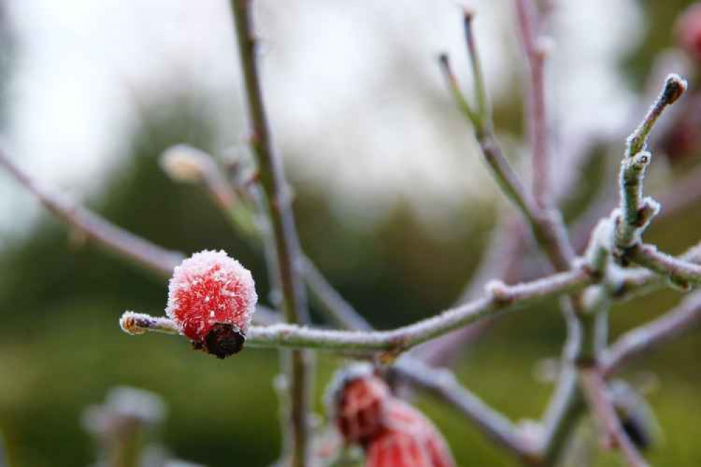 Photo by Andrew Woolmington Photo by Andrew Woolmington