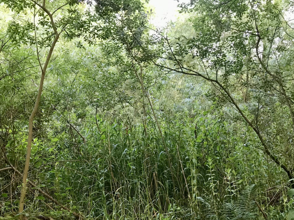 Wet woodland is a rare and declining habitat. It is just one of a mosaic of valuable wildlife habitats at Danes Moss. 