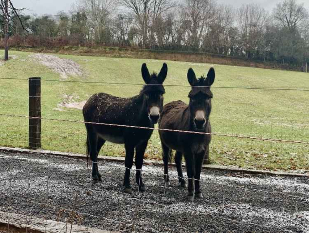 A pair of donkeys watch as we cross over Ashton Brook A pair of donkeys watch as we cross over Ashton Brook