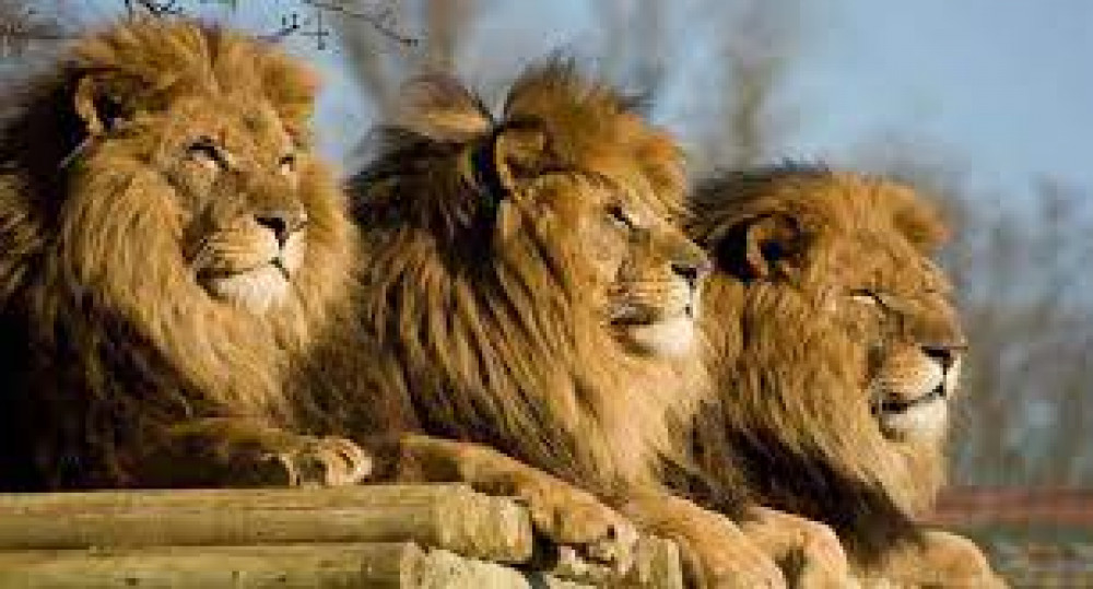 Three Lions are hungry