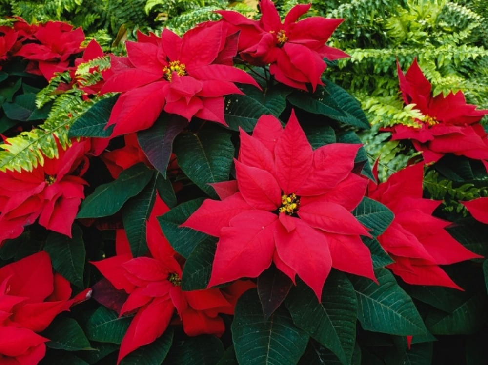Christmas flowers... Christmas flowers...