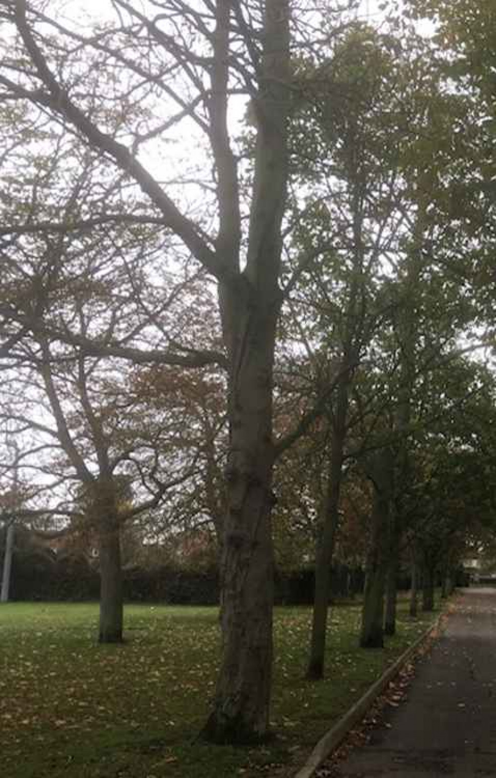 The Avenue of Remembrance at Maldon's Promenade Park