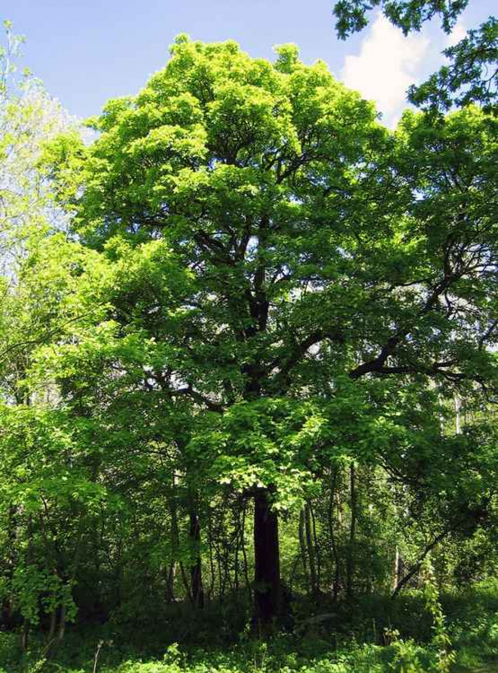 Sorbus torminalis: also known as Wild Service Tree