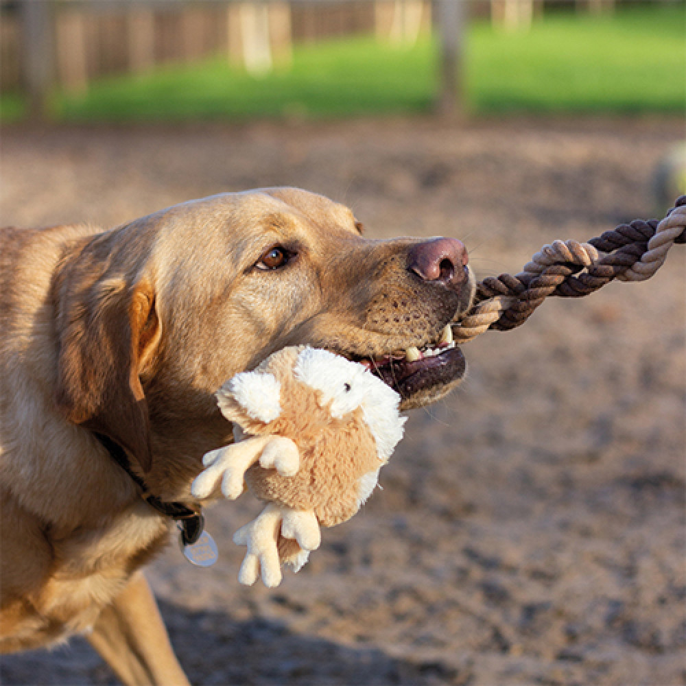 Share some joy with a toy at Christmas AND help the RSPCA