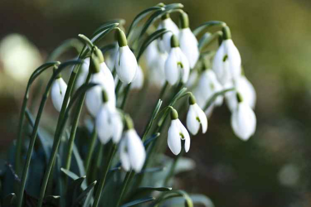 Snowdrops. Image: Unsplash Snowdrops. Image: Unsplash