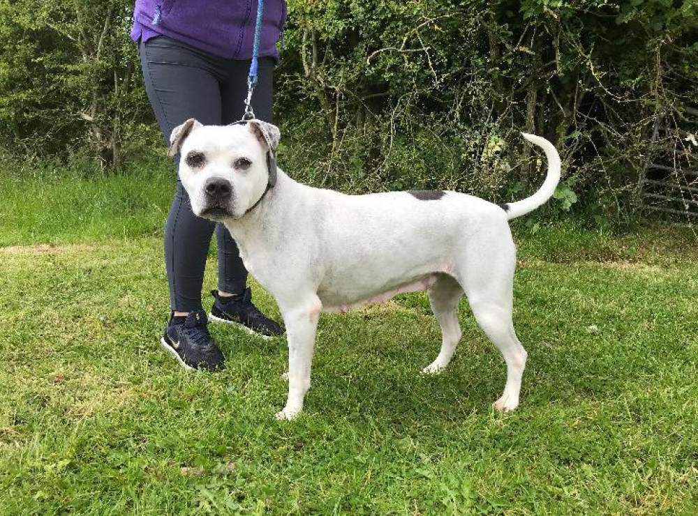 Could you rescue Rosie?