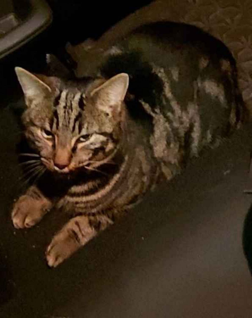 The injured cat: Maldon police team got the pet to an emergency vet where it was reunited with its owner The injured cat: Maldon police team got the pet to an emergency vet where it was reunited with its owner