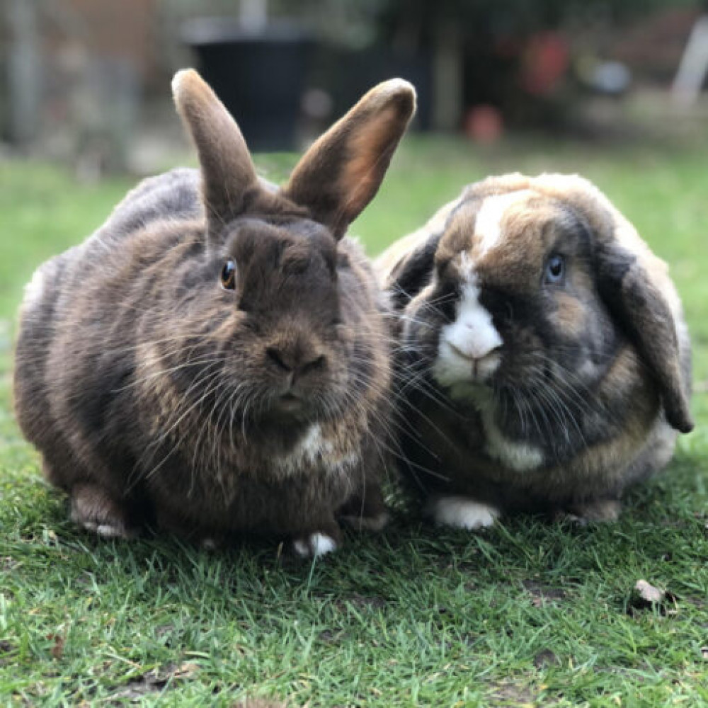 Augustus and Muffin 