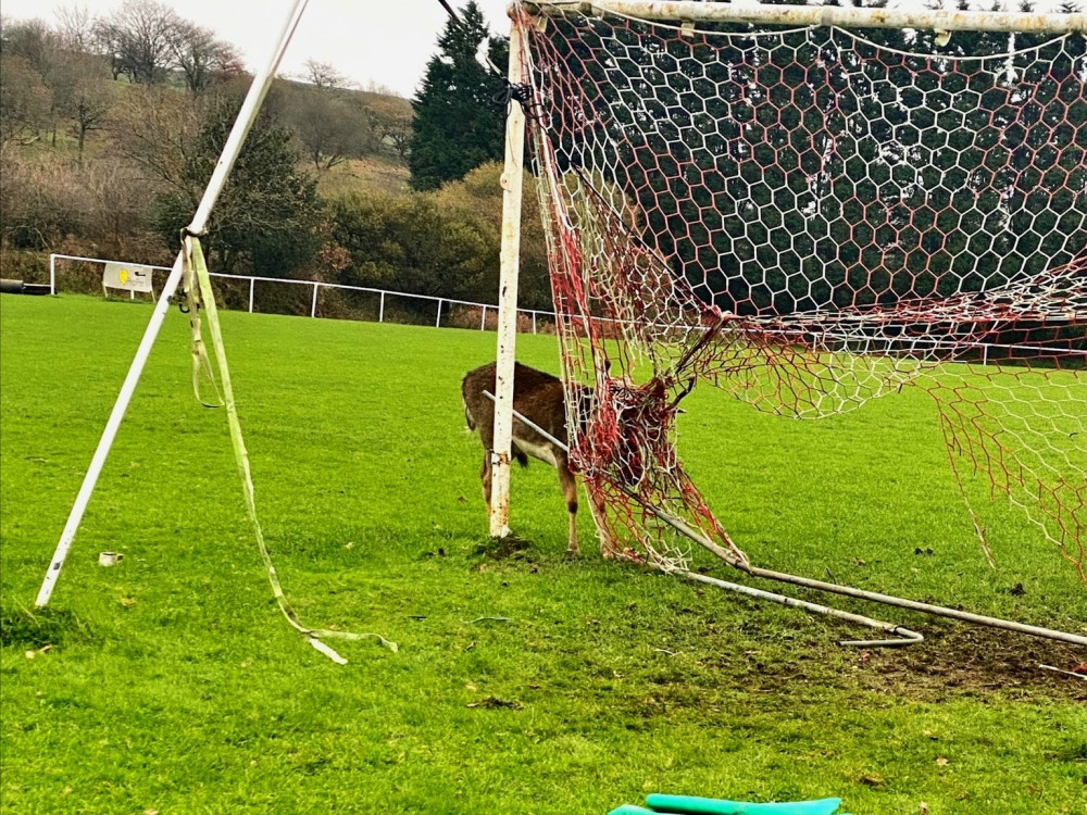 The deer became trapped in a football net (Credit: Exmouth Fire Station)