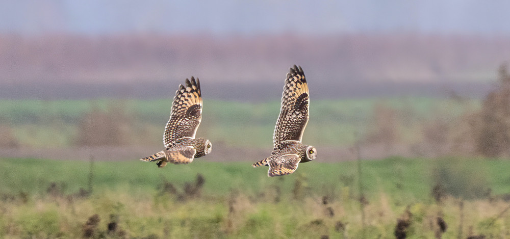 Short-eared owls in flight )Picture: SWNS)