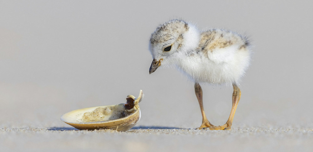 Curious Plover (Picture: SWNS)