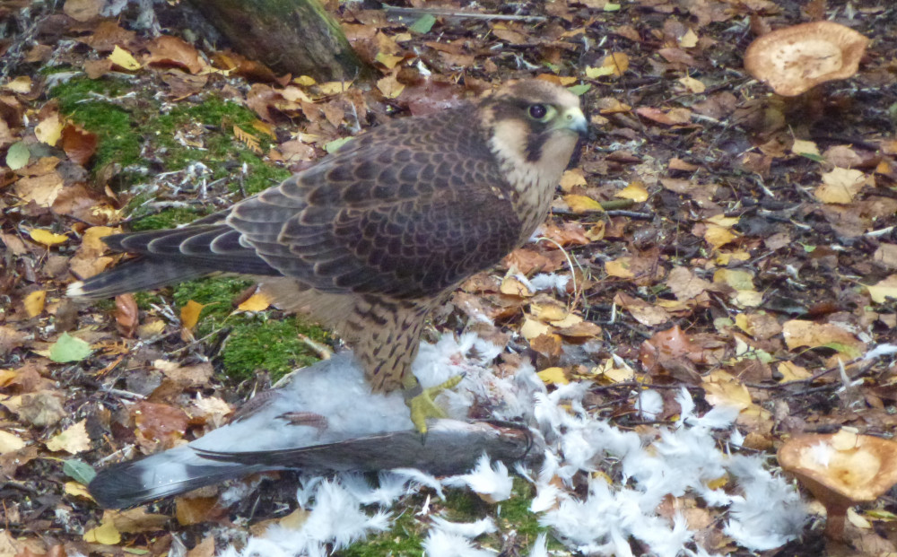 Peregrine trained to go back into the wild (Picture: Rural and Wildlife Crime team Suffolk police)