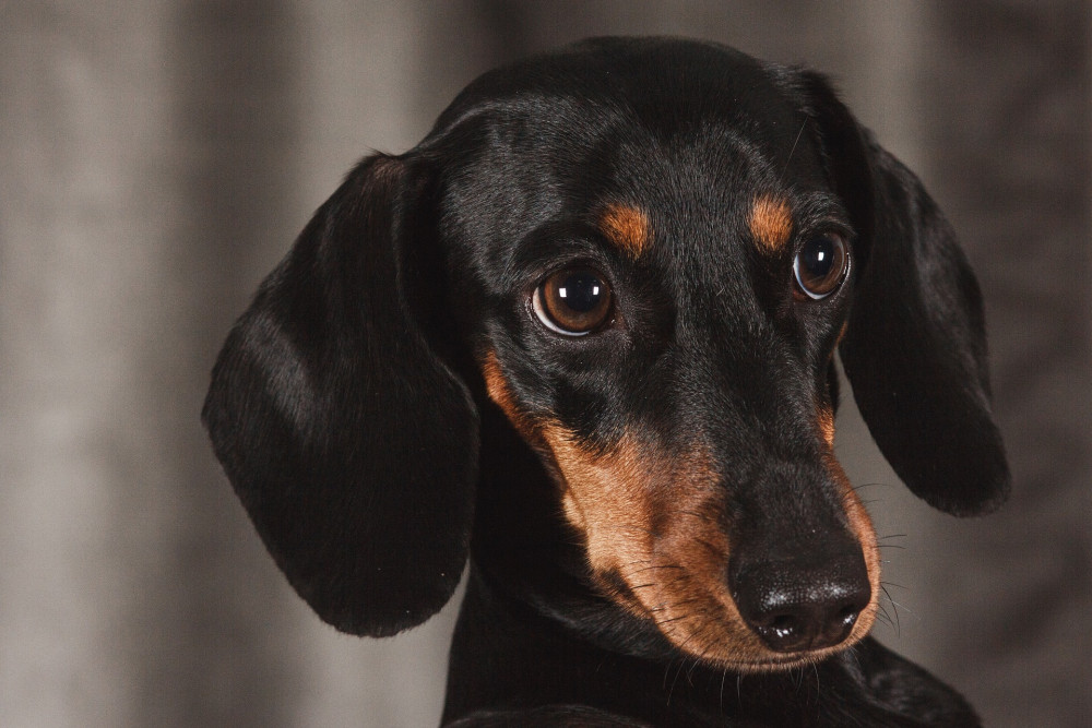 Dachshunds, Bichons and Pomeranians amongst the top breeds seized at UK border in the lead up to Christmas