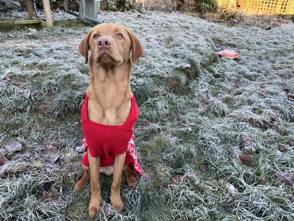 The RSPCA is urging pet owners to ensure their pets are kept warm this winter (Sarah Garner). The RSPCA is urging pet owners to ensure their pets are kept warm this winter (Sarah Garner).