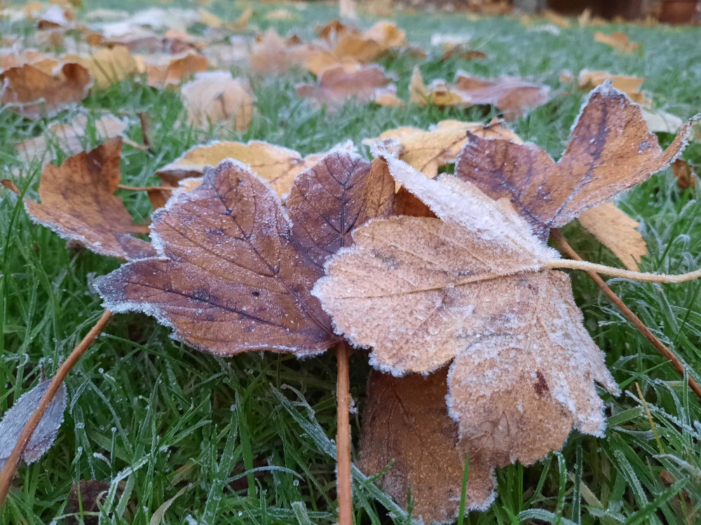 Much to the frustration of residents, leaves are still dropping and can't be collected.