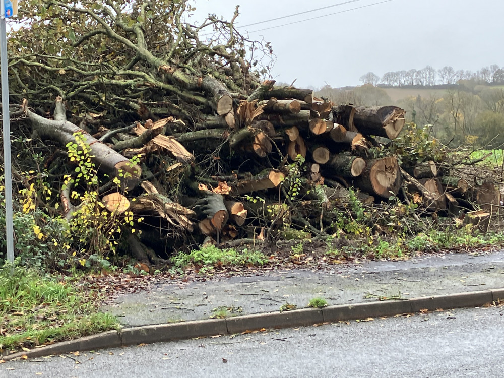 Some of the wrongly removed trees alongside the Foundry Lea site