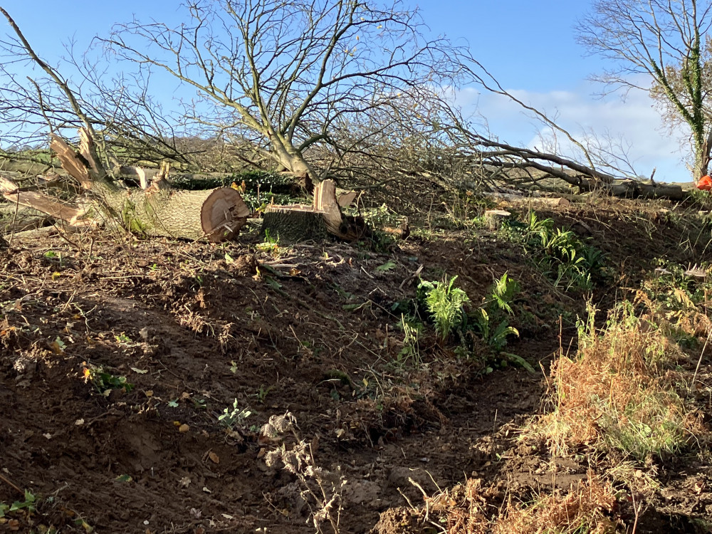 Tree and hedgerow wrongly removed near the Foundry Lea site