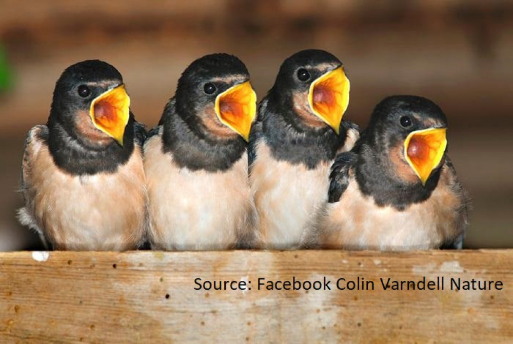 Monthly Talk: Garden Birds Monthly Talk: Garden Birds