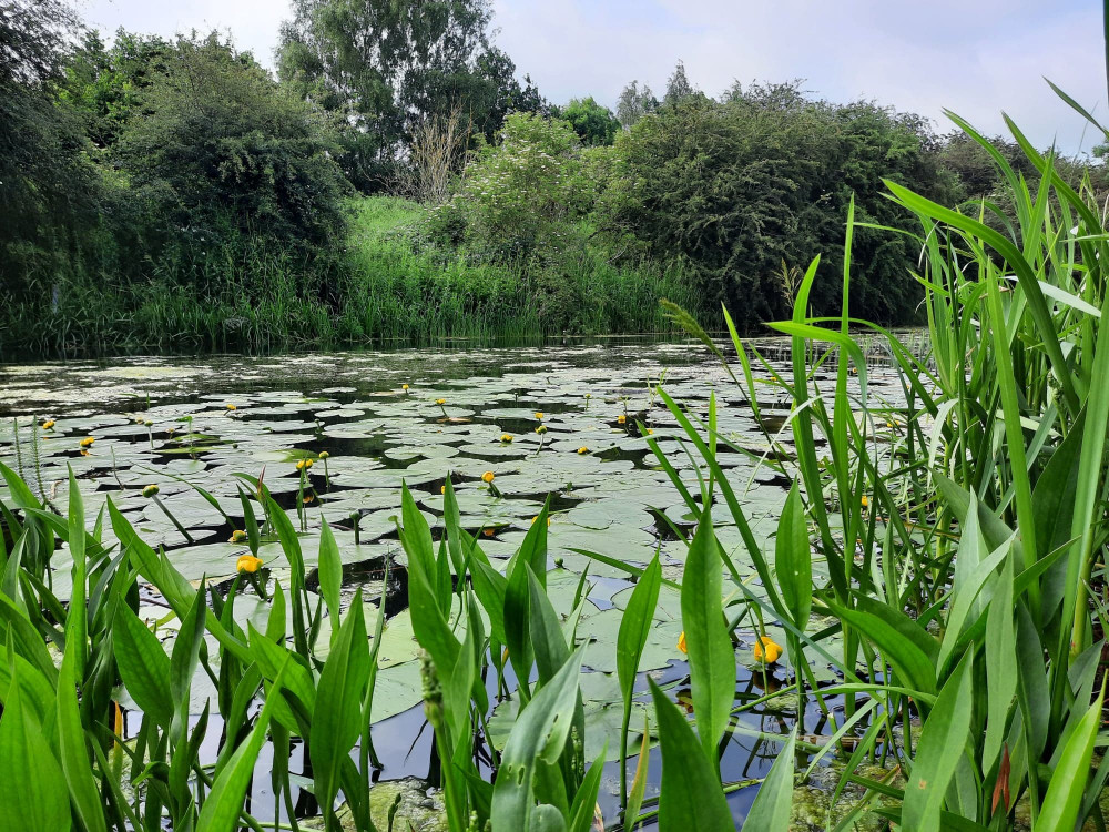 Views on the Oakham to Langham canal path.