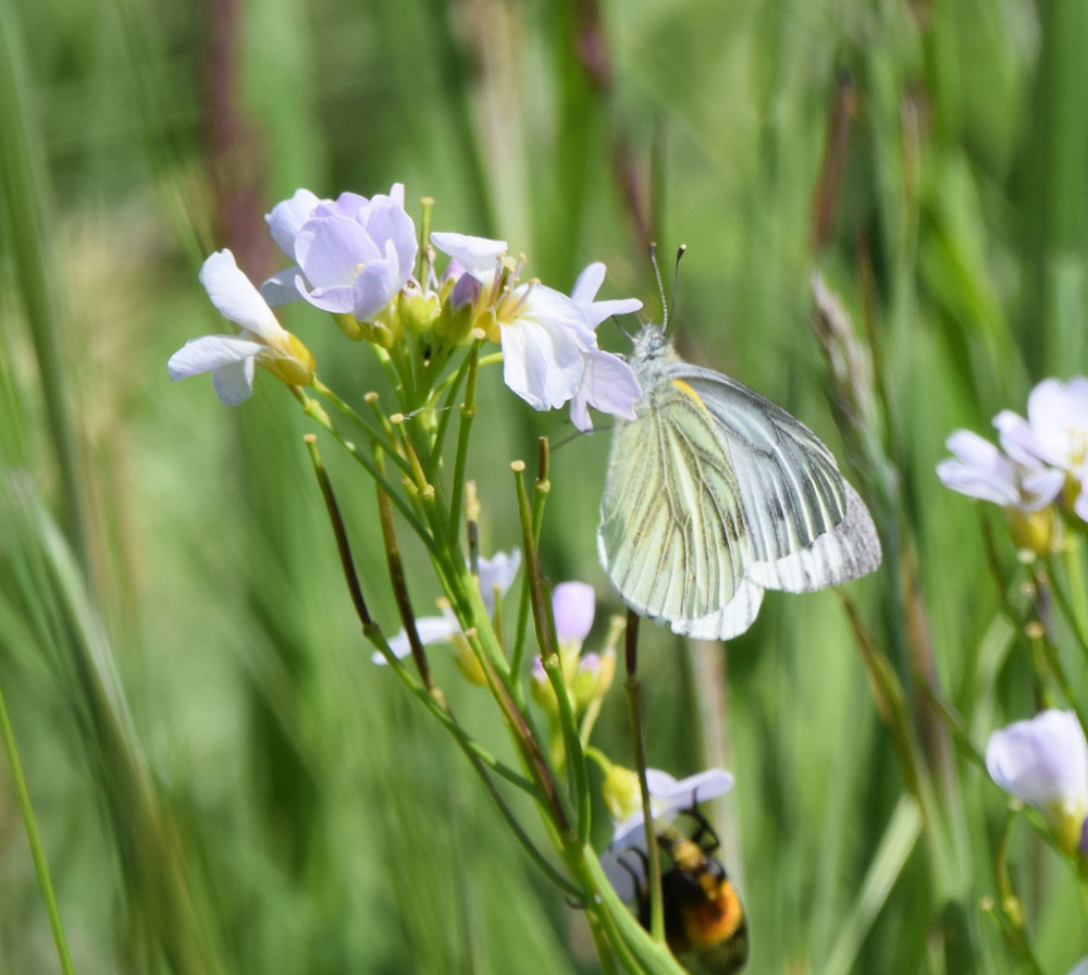 Green-veined White butterfly on a Cuckooflower photographed by Andrew Emmerson on the proposed development side of Danes Moss.