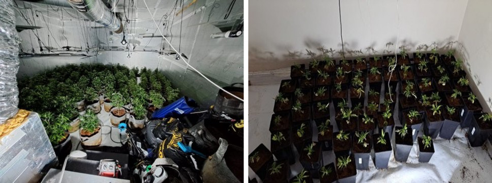 The property has been secured and the plants have been seized by officers (Staffordshire Police).