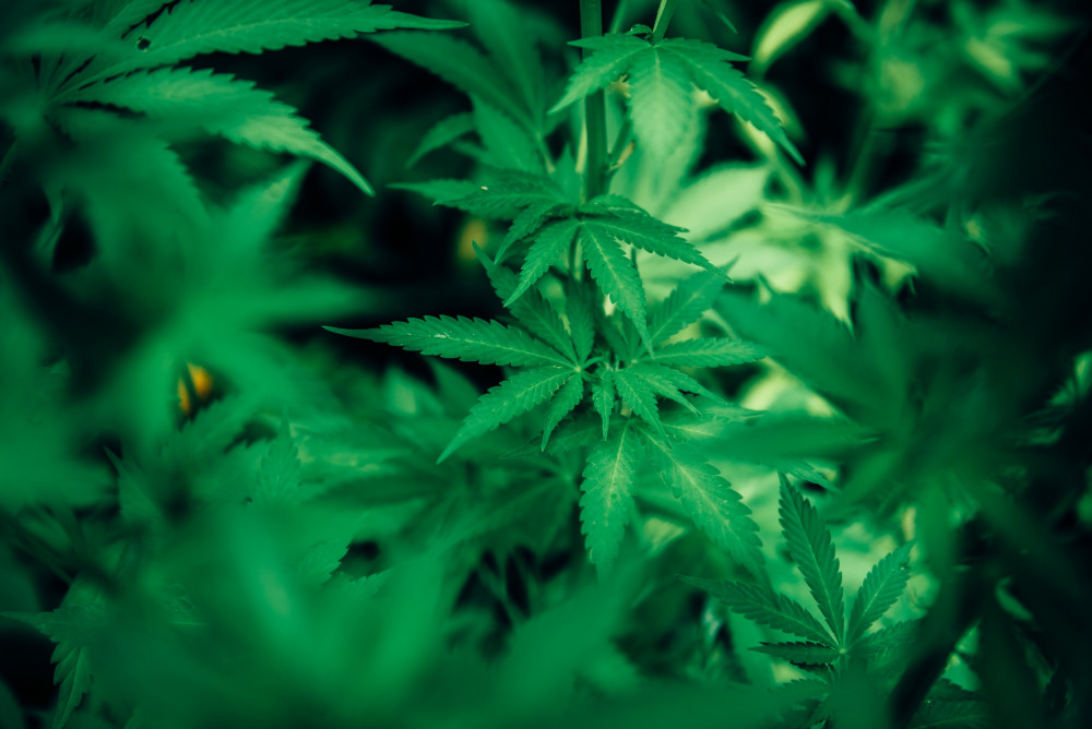 Police and Crime Commissioner David Sidwick says cannabis os a dangerous gateway drug (photo credit: Harrison Haines, Pexels)