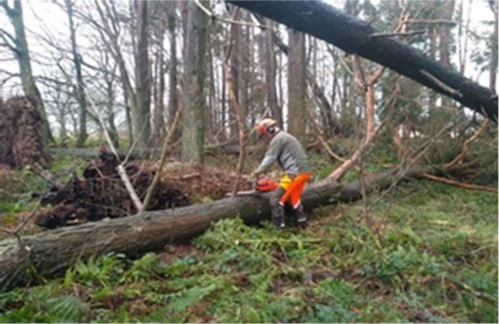 Credit to Richard Pow, Forestry Commission Credit to Richard Pow, Forestry Commission