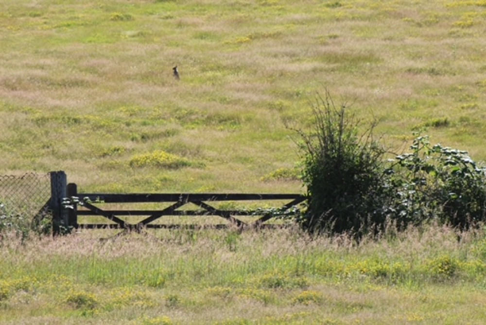 Hares running (Picture: Julie Deer)