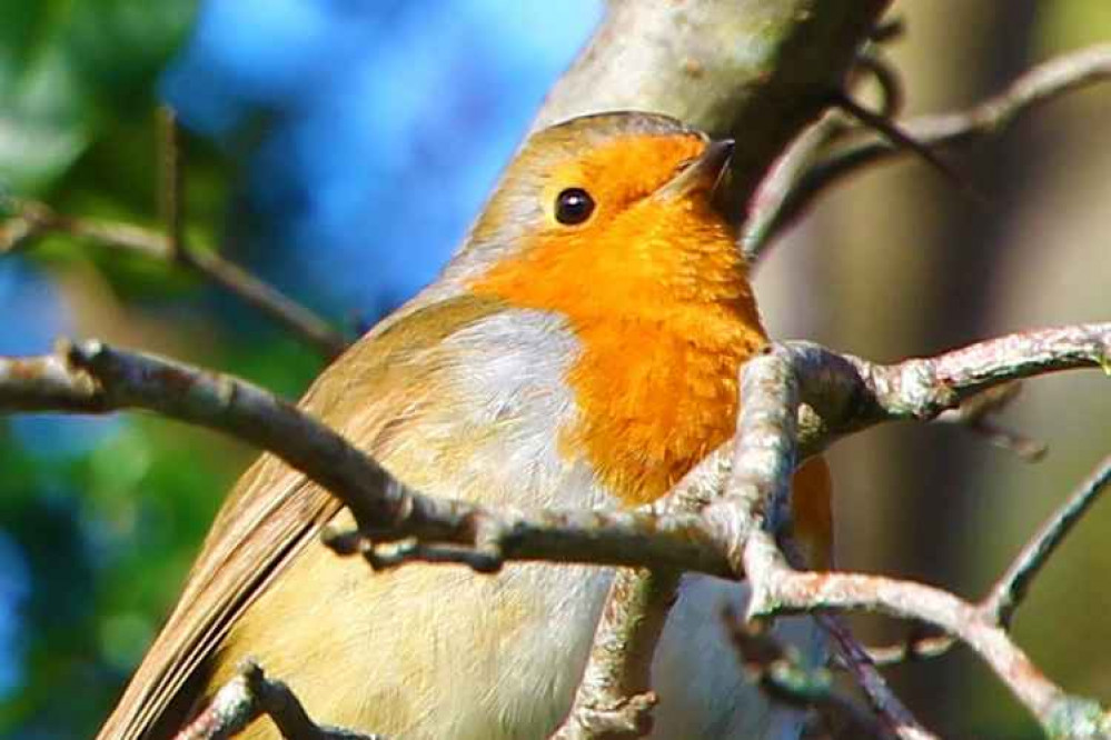A local robin, snapped by Andrew Woolmington! A local robin, snapped by Andrew Woolmington!