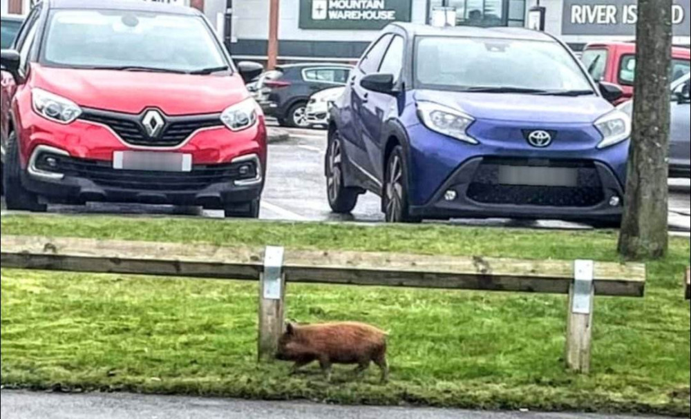 The piglet's journey across Crewe would have taken a pedestrian approximately one hour on foot - with a distance of three miles (Paige Jones). 