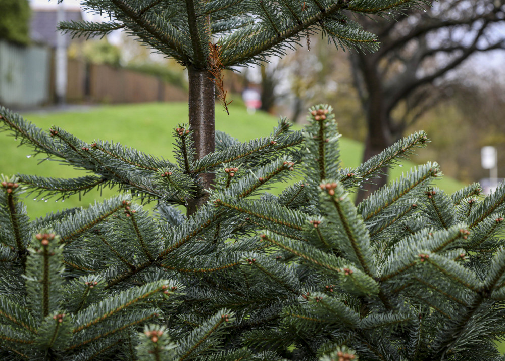 Christmas trees will be collected across the district from January 9 to 20 (image via SWNS)