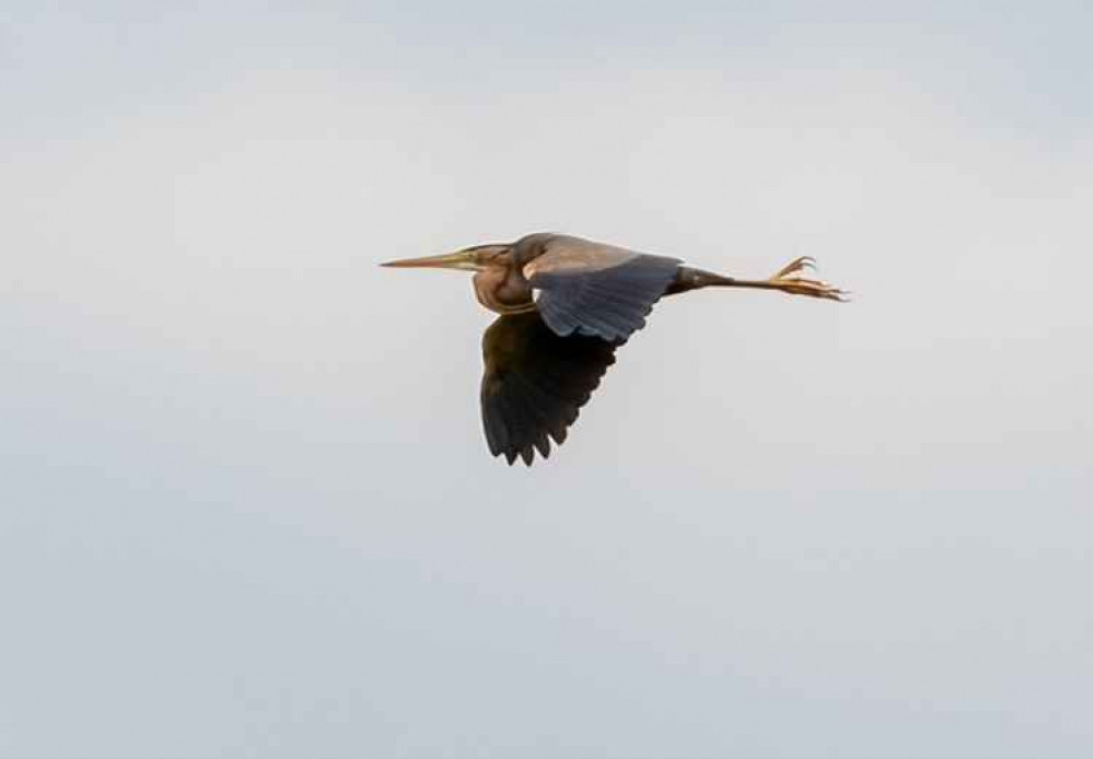 Purple Heron  Pic credit: Jason King Fox