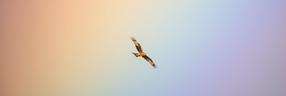 Red Kite caught in a rainbow (Picture: SWNS)