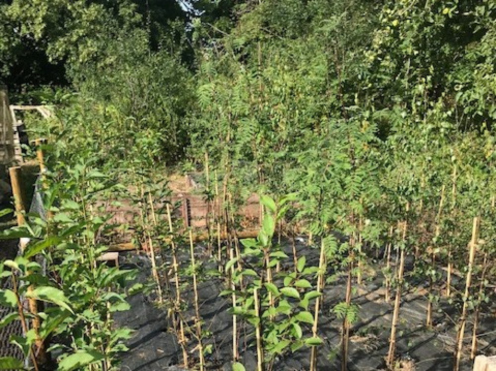 Rotary Community Tree Planting in Hitchin this weekend Rotary Community Tree Planting in Hitchin this weekend