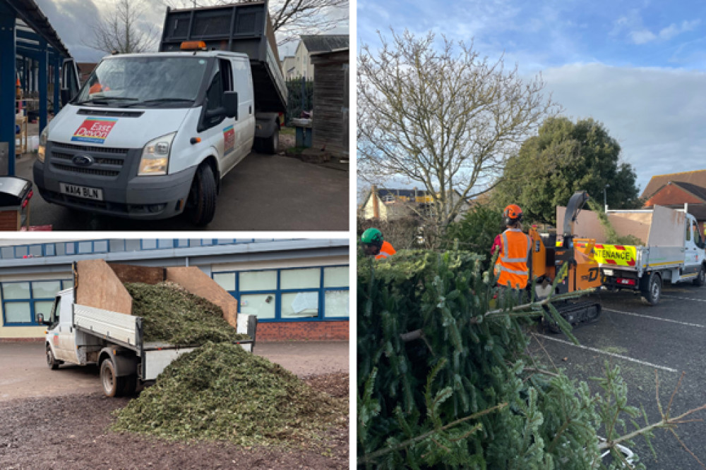 East Devon District Council has helped to collect and recycle Christmas trees