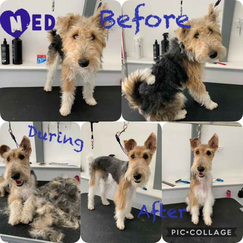 One of Dannii's doggy makeovers One of Dannii's doggy makeovers