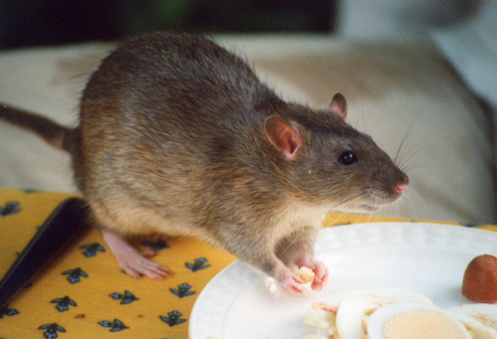 Greenford Broadway tops the list for most calls to Ealing Council about rats. Photo: Inge Habex.