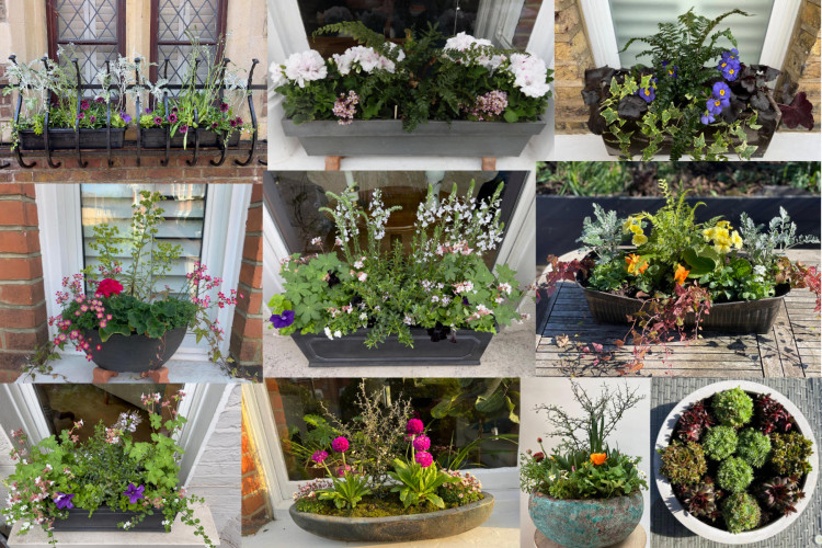 Bespoke planting, gifting and maintenance services in South West London.